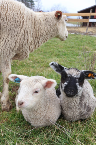 KAREN VIBERT-KENNEDY/Sun-Gazette Two Coopworth lambs and a sheep rest in the pasture at Owens Farm, 2611 Mile Post Road, between Sunbury and Danville on March 30.